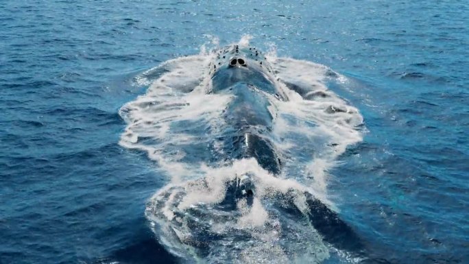 鲸鱼在呼吸，露出尾鳍