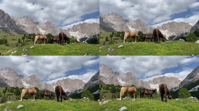 马在郁郁葱葱的高山草地上吃草，远处是高山