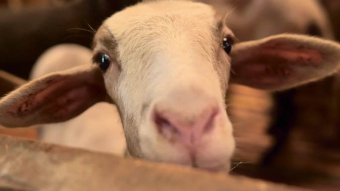 一只漂亮的小绵羊在一个木制的围栏里，从非常近的距离看着相机，背景是模糊的。这只羊看起来很健康。
