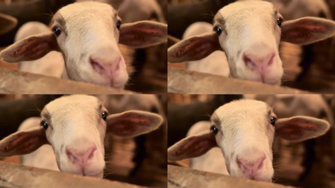 一只漂亮的小绵羊在一个木制的围栏里，从非常近的距离看着相机，背景是模糊的。这只羊看起来很健康。