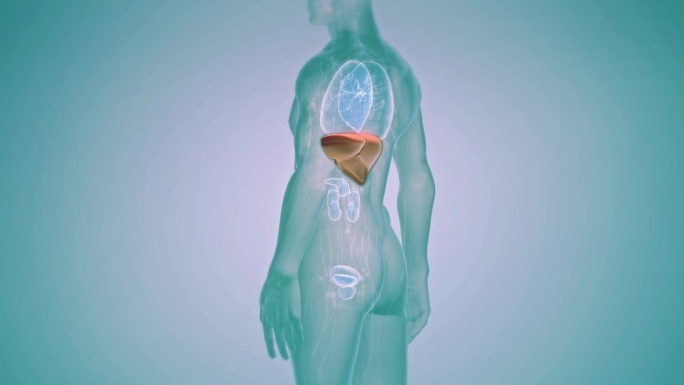 人体肝脏解剖与消化器官