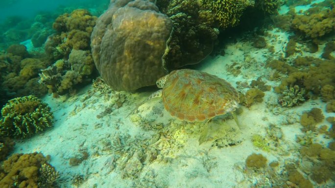 海龟在海洋中的珊瑚礁上游泳