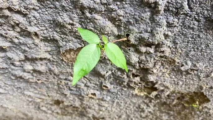 一种生长在混凝土裂缝墙上的小植物