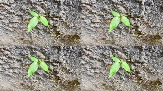 一种生长在混凝土裂缝墙上的小植物