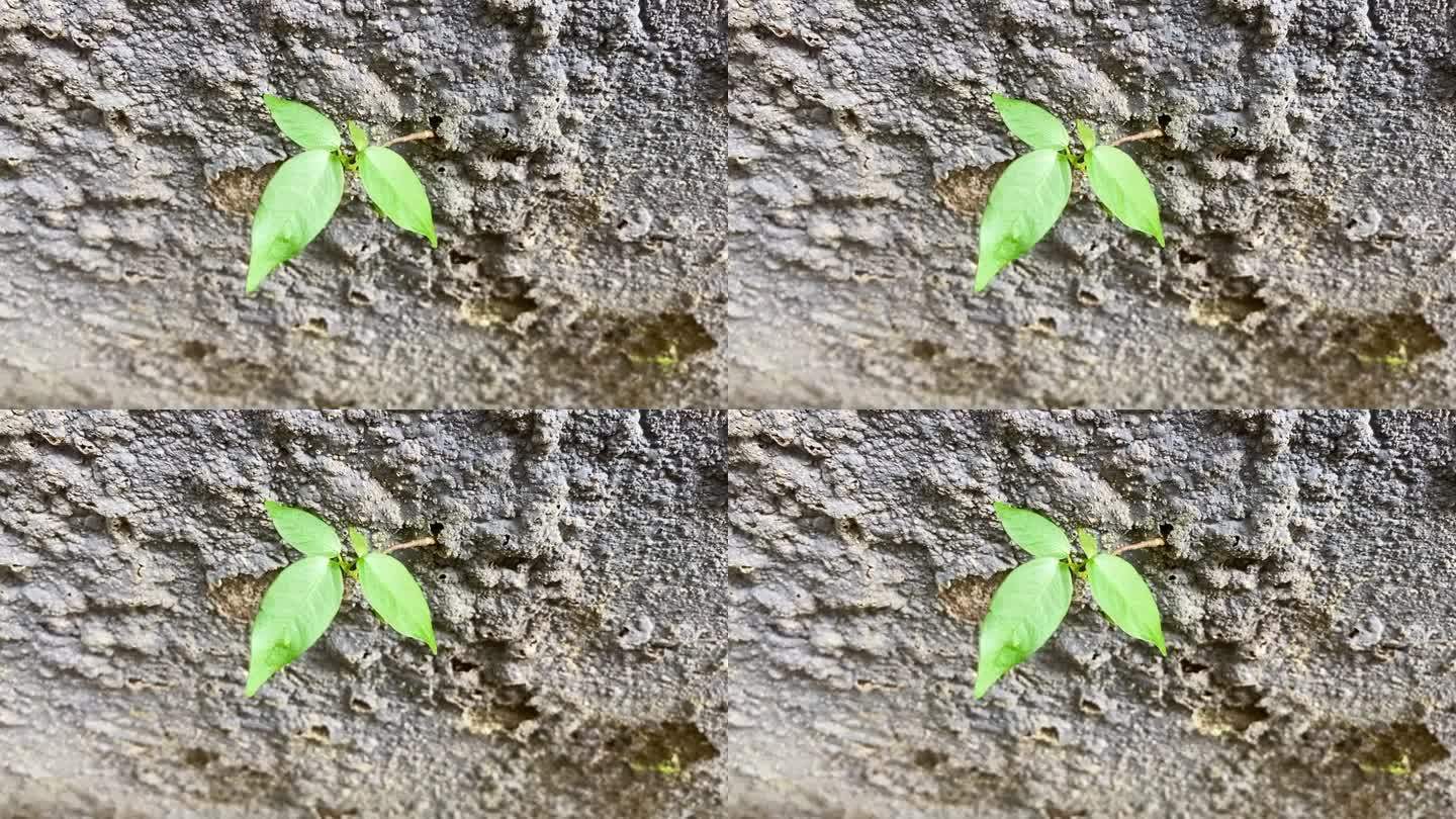 一种生长在混凝土裂缝墙上的小植物