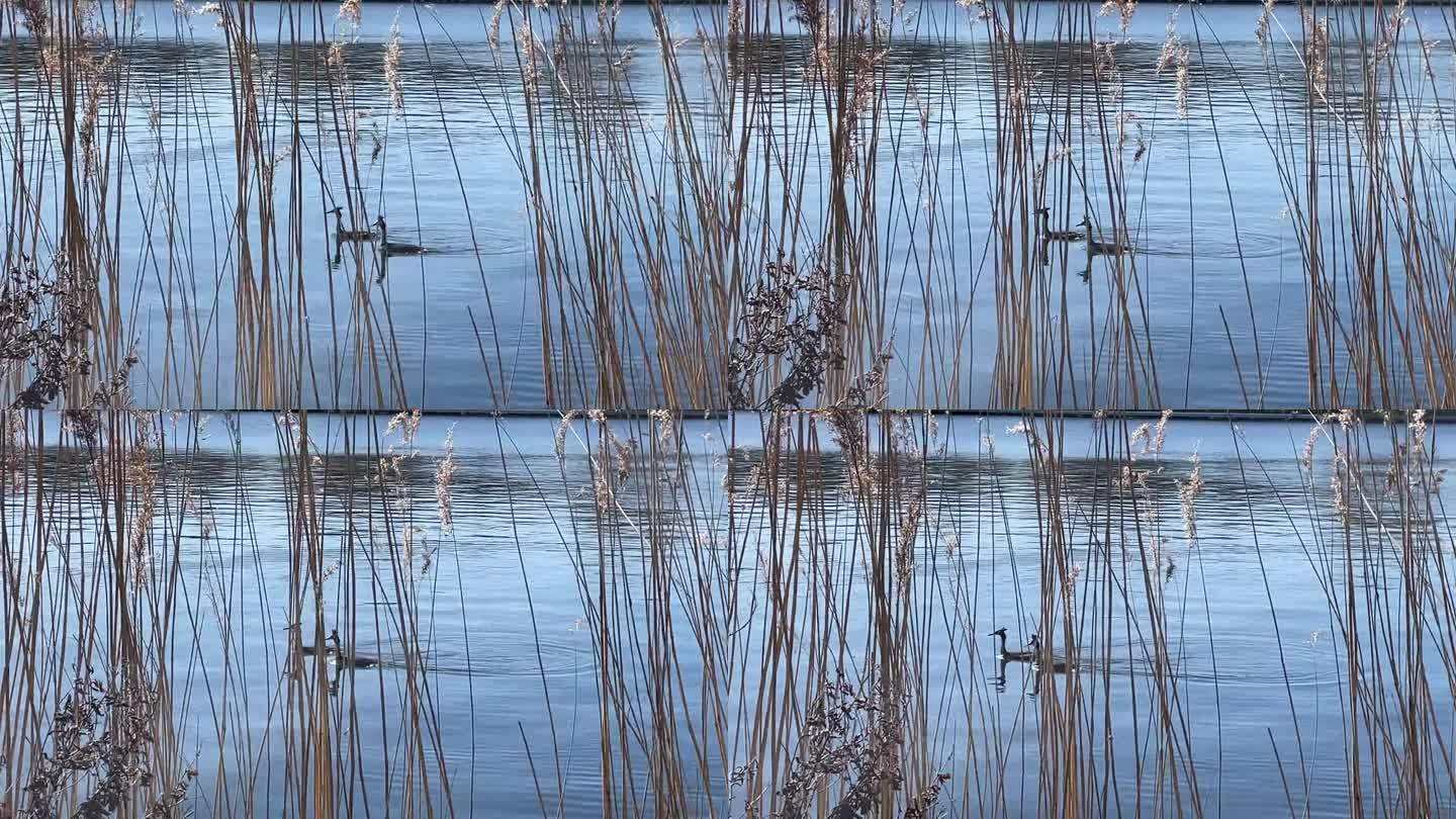 两个格里布在水里游泳，实时4K