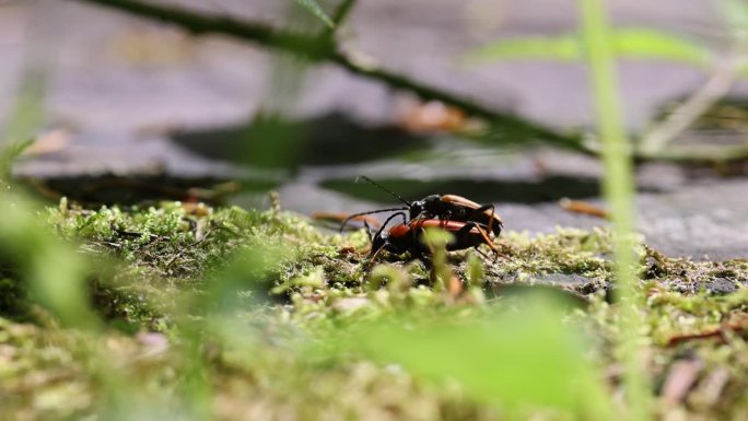 红棕色长角甲虫交配过程的特写视频