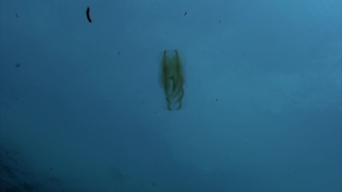 深海环境下栉水母的行为。