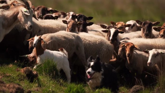 一群绵羊和山羊在沼地上经过。