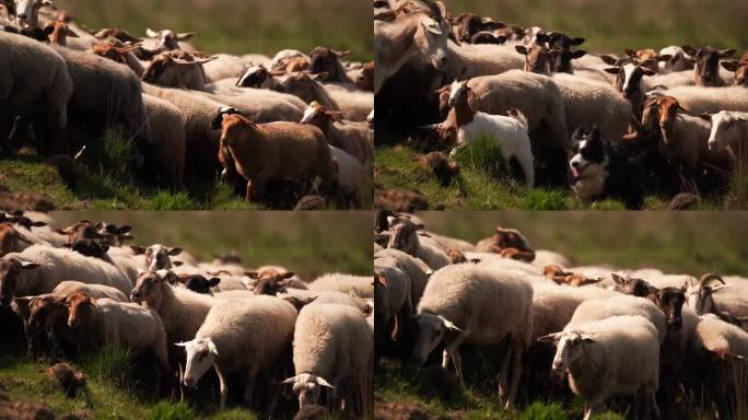 一群绵羊和山羊在沼地上经过。