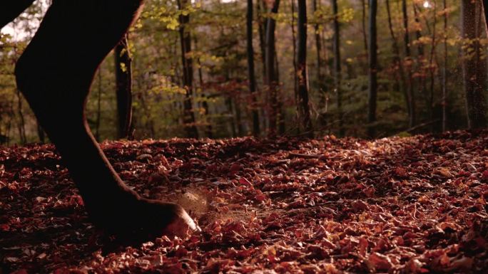 慢镜头，镜头光晕:一匹棕色的马在秋天的森林里疾驰