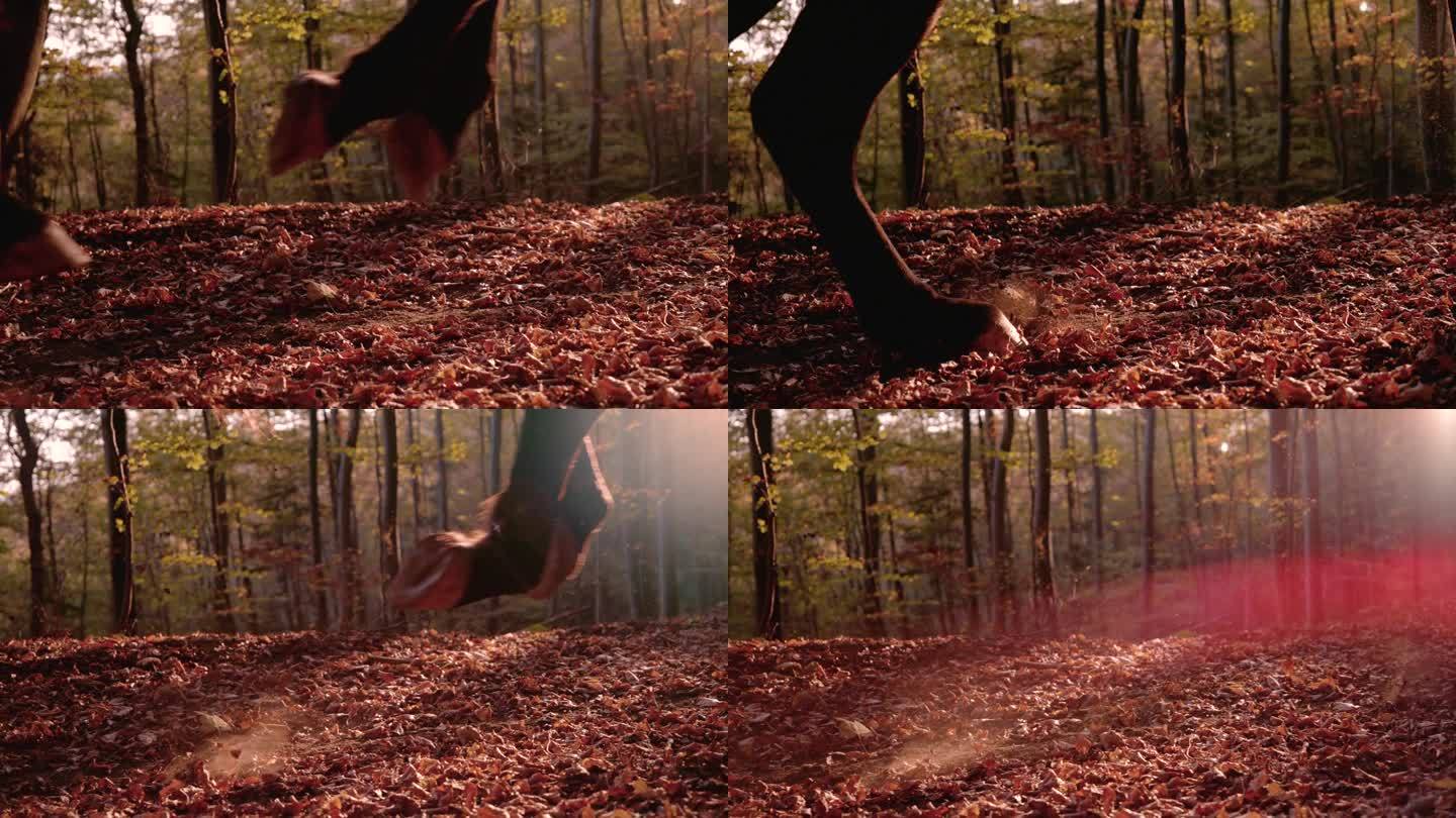 慢镜头，镜头光晕:一匹棕色的马在秋天的森林里疾驰
