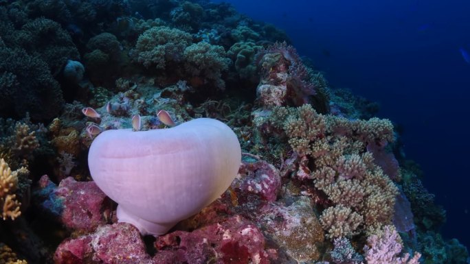 华丽的海葵对充满活力的珊瑚礁背景