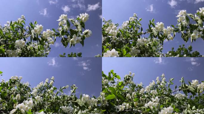 盛开的白色茉莉花在春天的季节