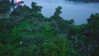 肇庆仙女湖小鸟天堂白鹭白鸟归巢航拍视频视频素材