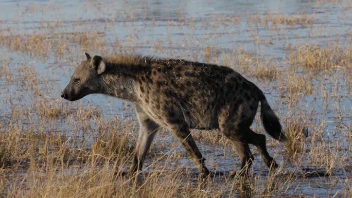 慢镜头特写。斑点鬣狗在水边行走