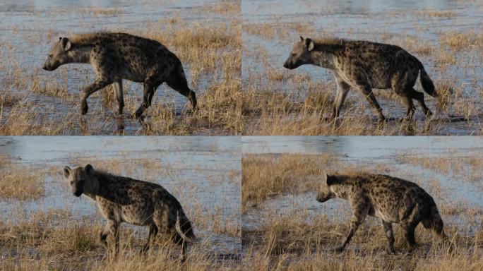 慢镜头特写。斑点鬣狗在水边行走