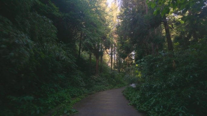 在森林的道路上前进