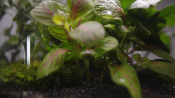 多肉繁茂的植物花园生长在一个罐子极端特写背景