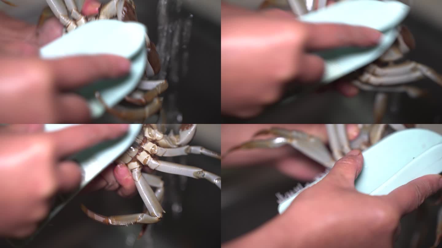 刷螃蟹洗螃蟹大闸蟹