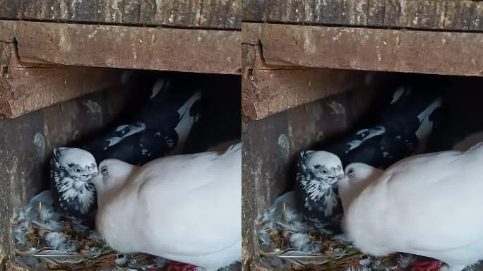 一只鸽子在木巢里哺育幼鸽的特写