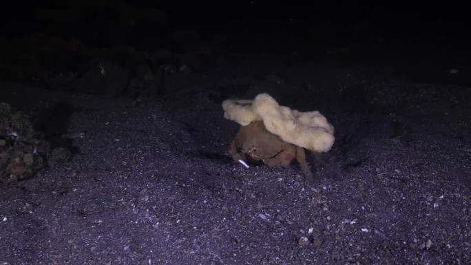 睡意朦胧的蟹带着白色的海绵。