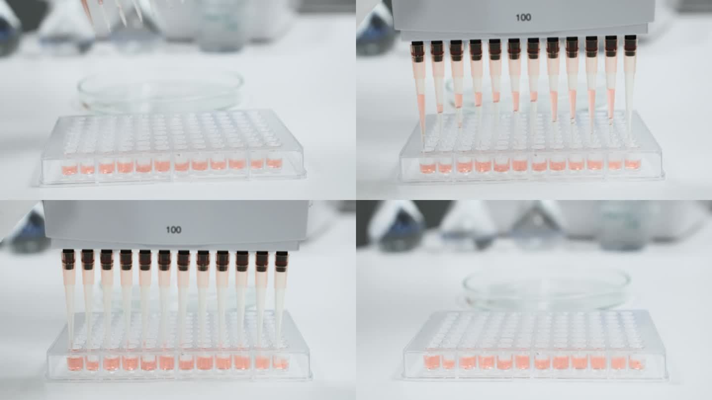 科学家使用多通道移液管分配器装载用于DNA或血液检测的微孔板