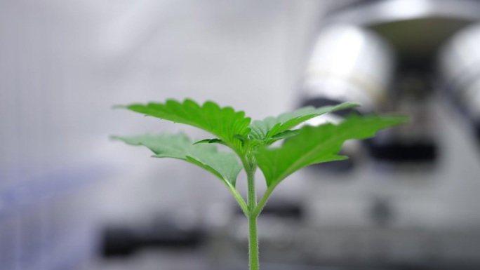 在实验室里种植绿芽或大麻