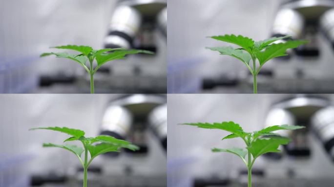 在实验室里种植绿芽或大麻