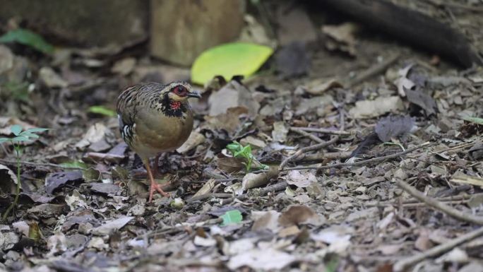 鹧鸪鸟:成年斑背鹧鸪(Arborophila brunneopectus)，也被称为褐胸山鹧鸪。