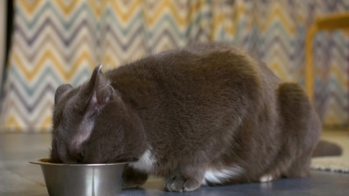 特写:毛茸茸的灰色家猫正在吃食物。照顾和维护家里的动物。给你的猫买美味的食物来照顾和保养，让它快乐。