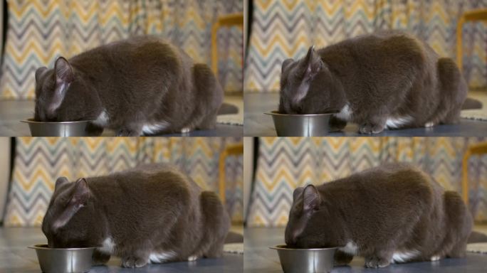 特写:毛茸茸的灰色家猫正在吃食物。照顾和维护家里的动物。给你的猫买美味的食物来照顾和保养，让它快乐。