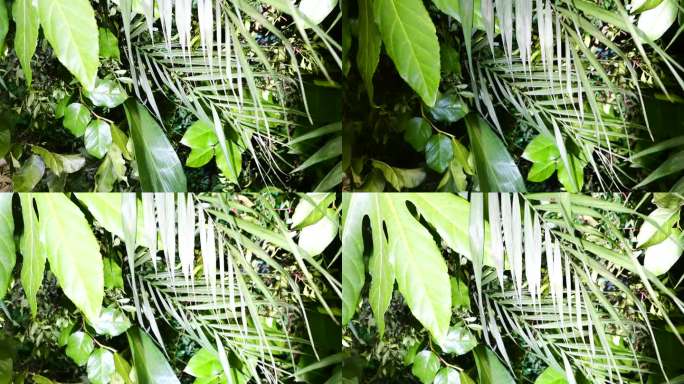 装饰背景墙的绿色植物有热带树叶