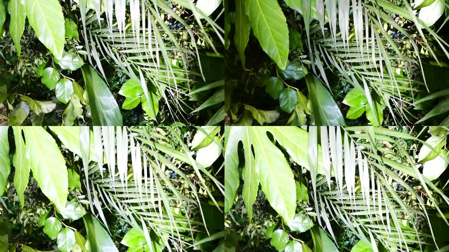 装饰背景墙的绿色植物有热带树叶