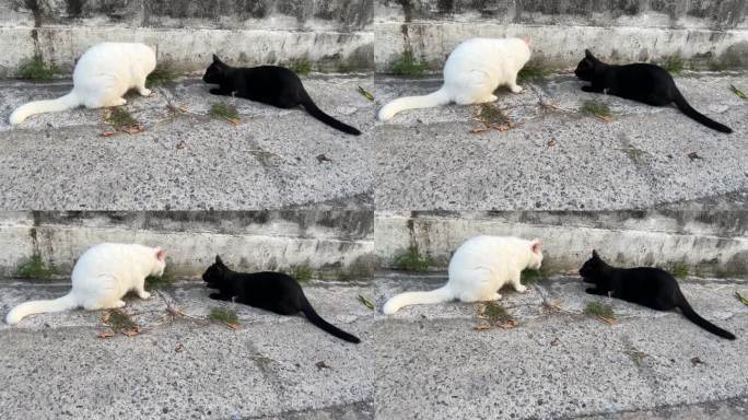 白猫和黑猫在吃草