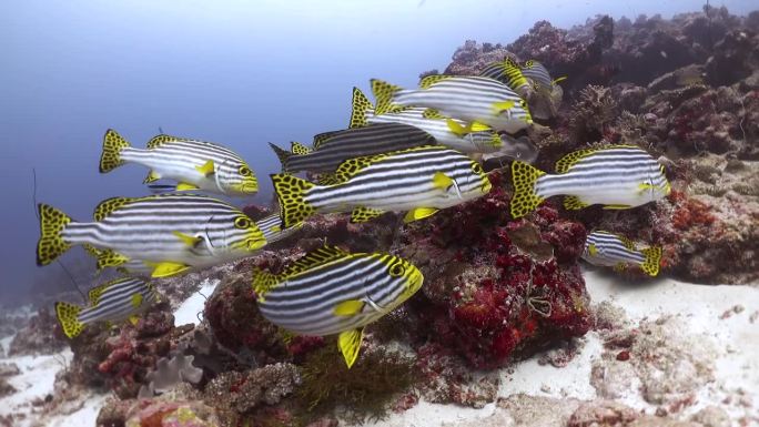 美丽的珊瑚鱼热带鱼珊瑚礁水族馆