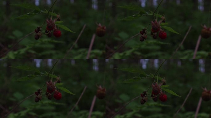 树莓植物生长在树林里