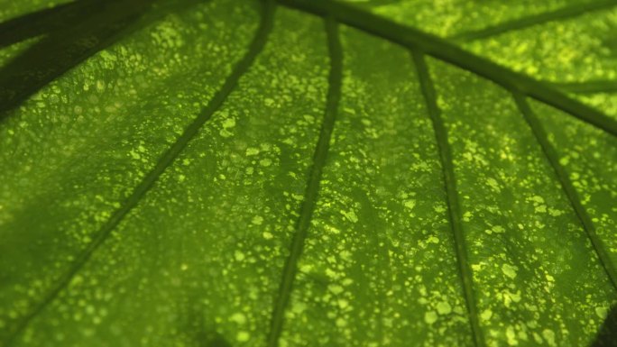 MACRO, DOF:室内植物巨根病的背光绿叶