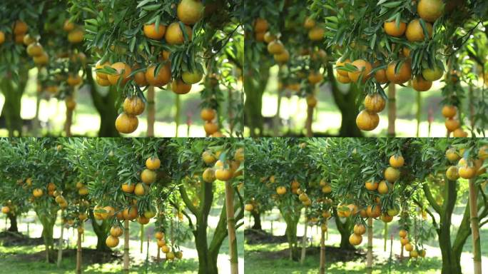 位于泰国清迈省湄艾区的Som Preecha-Fang 1991有限公司的橙子园Sai Nam Ph