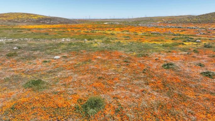 加州罂粟超级绽放2023年多莉前进慢羚羊谷在美国加州兰开斯特