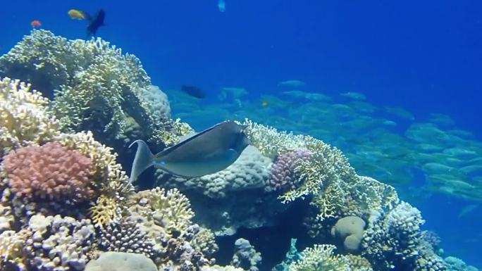 蓝刺独角鱼的海底镜头-(独角鱼)