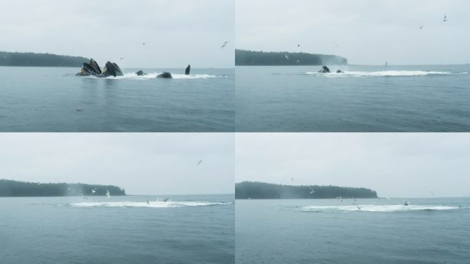 海洋的奇迹:蓝鲸张开嘴进食，海鸟在空中翱翔。