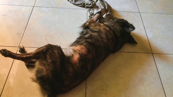 一只狗通过在家里的地板上打滚和咬丢弃的衣服来吸引人们的注意