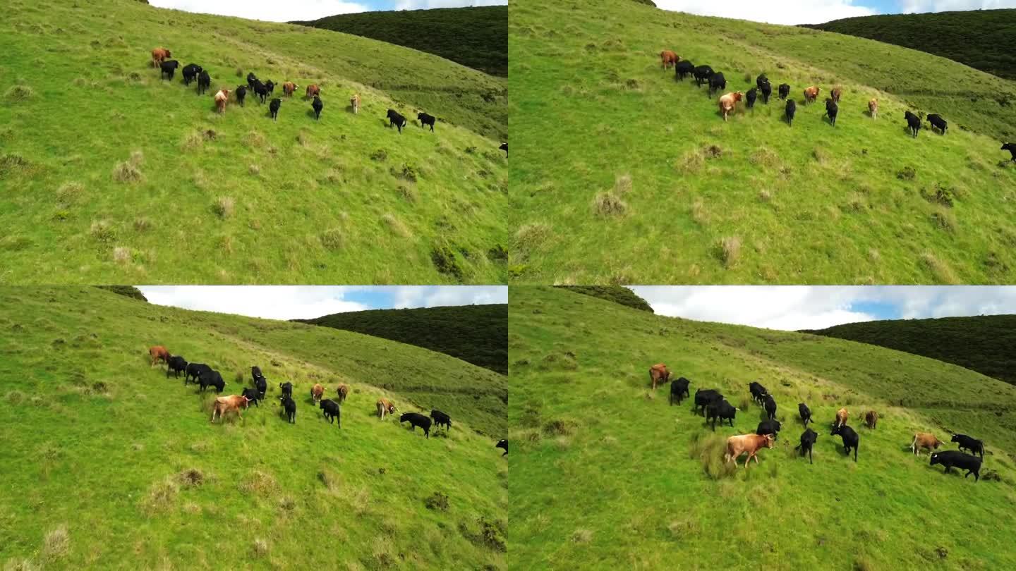 自由搏击的公牛在田野里奔跑。