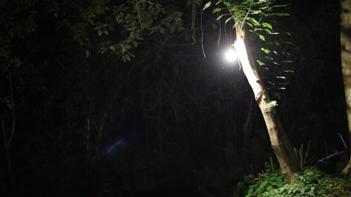 晚上在丛林中打开灯。