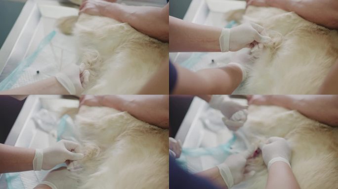 兽医在医院清洗狗的伤口