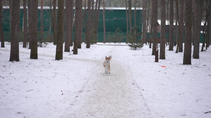 冬季森林里的宽巷，欢快的狗在慢镜头中奔跑，镜头离开。欢快的小狗在公园外面的雪地上玩耍的正面肖像。