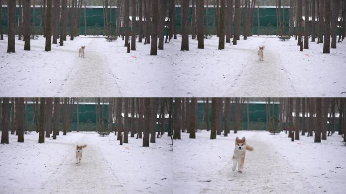 冬季森林里的宽巷，欢快的狗在慢镜头中奔跑，镜头离开。欢快的小狗在公园外面的雪地上玩耍的正面肖像。