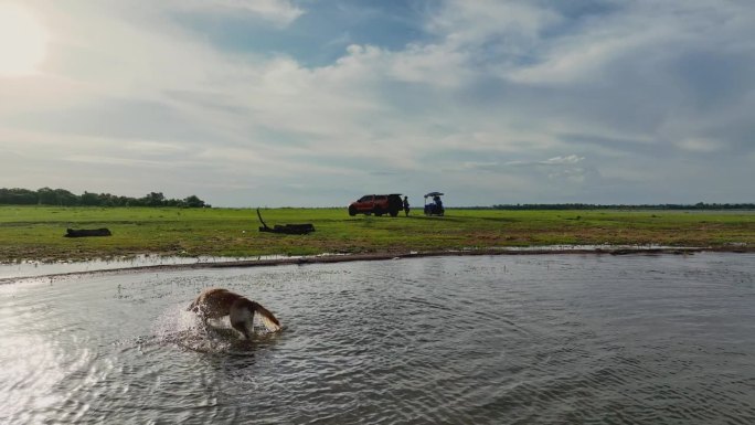 金毛猎犬在水中奔跑