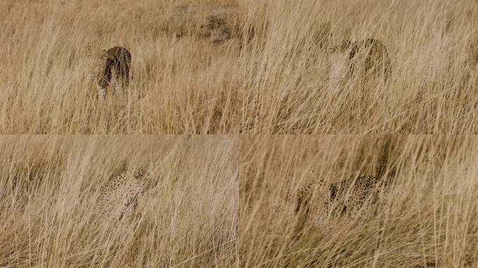特写镜头。豹子在草丛中走向摄像机